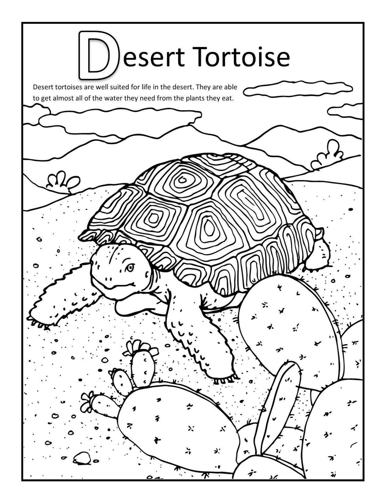 Desert Tortoise